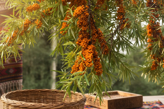 Sea Buckthorn berries showing natural texture and vibrant orange color